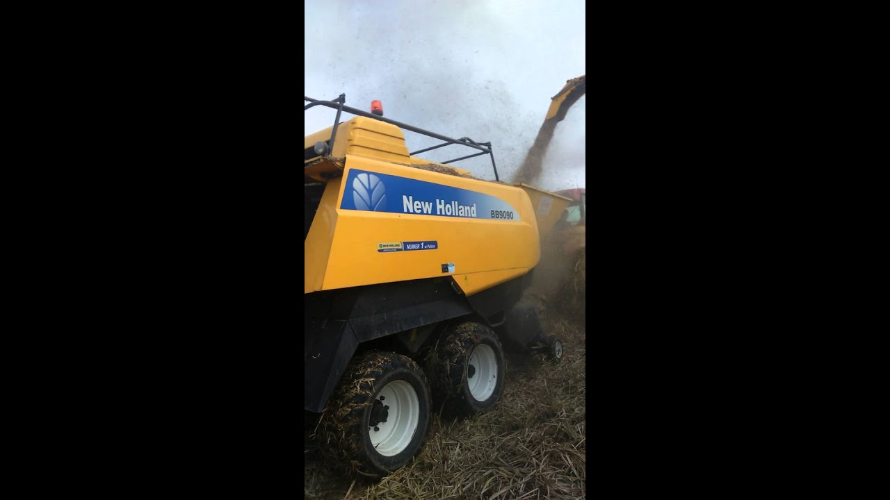 Zbiór miskantus miscanthus harvest