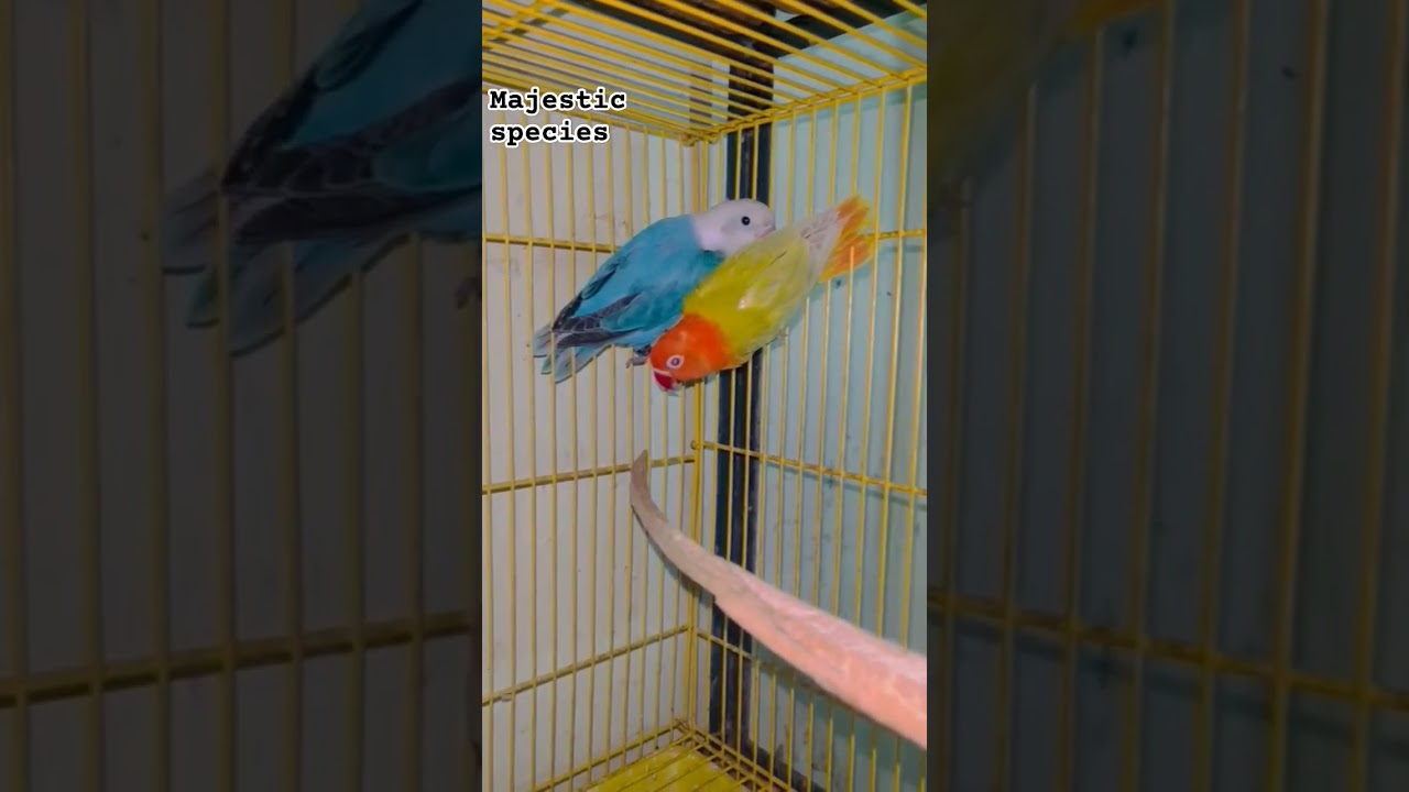 Blue opaline split pale fallow male x green opaline palefallow female