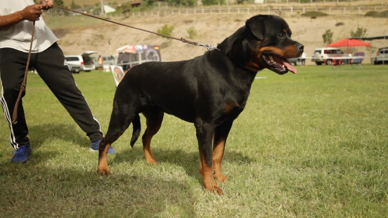 SIEGER THE ULTIMATE CONFORMATION SHOW FOR WORKING DOGS