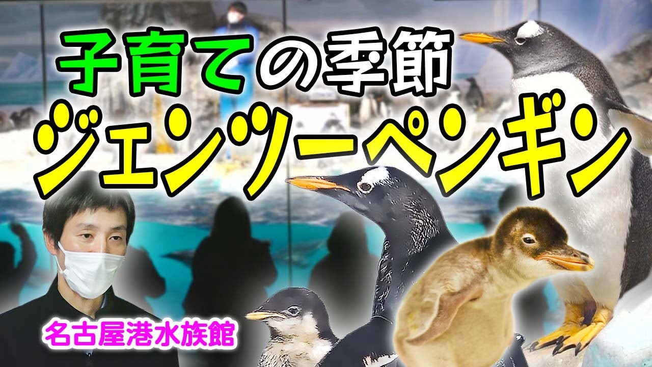 頭の模様と黄色い足が特徴！「ジェンツーペンギン」 親子で追いかけっこする姿も…名古屋港水族館【どうぶつZOO鑑】2023年12月22日放送