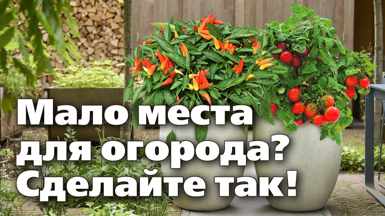 ОГОРОД В КОНТЕЙНЕРАХ  МАЛО МЕСТА, А УРОЖАЙ  - СУПЕР!