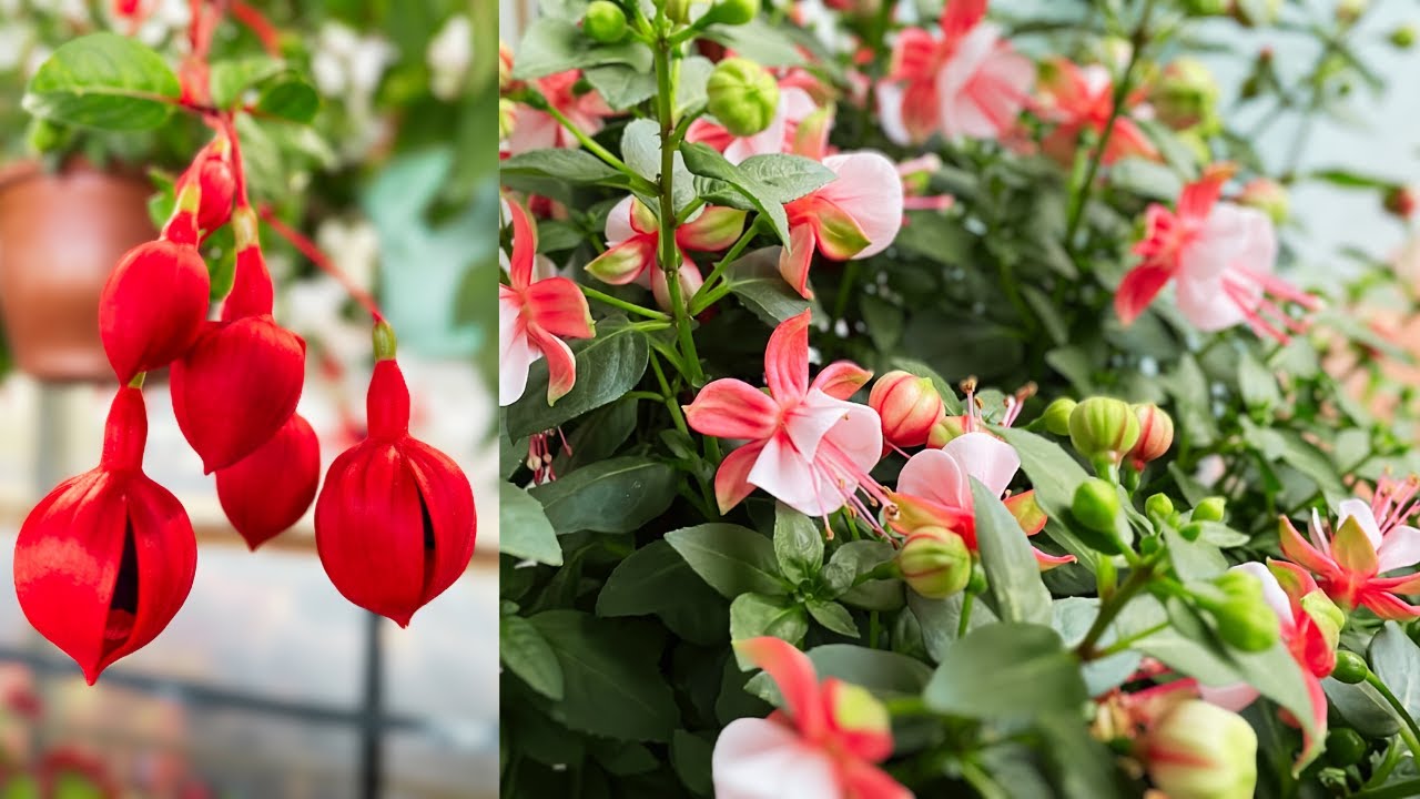Why Is My Fuchsia Not Flowering? How to keep Fuchsias flowering? Tips to Help Your Fuchsia Bloom
