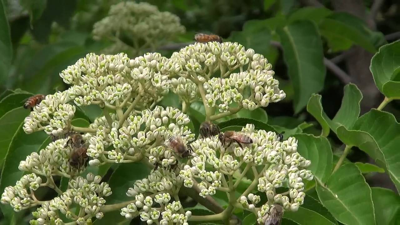 Bee Bee Tree