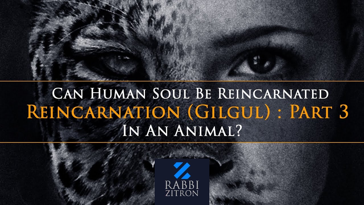 Reincarnation (Gilgul) : Part 3- Can Human Soul Be Reincarnated In An Animal?  Rabbi Yehoshua Zitron