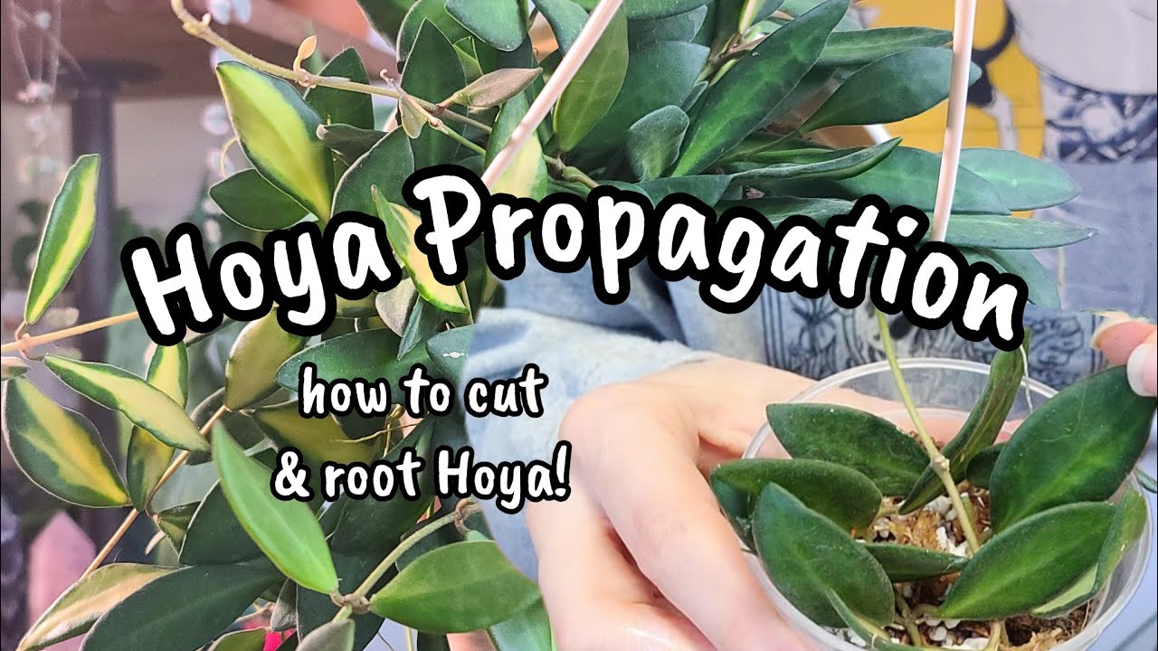 Propagate Hoya With Me!! 🌿✨️ step by step guide to how I cut & root my Hoya plants 💕