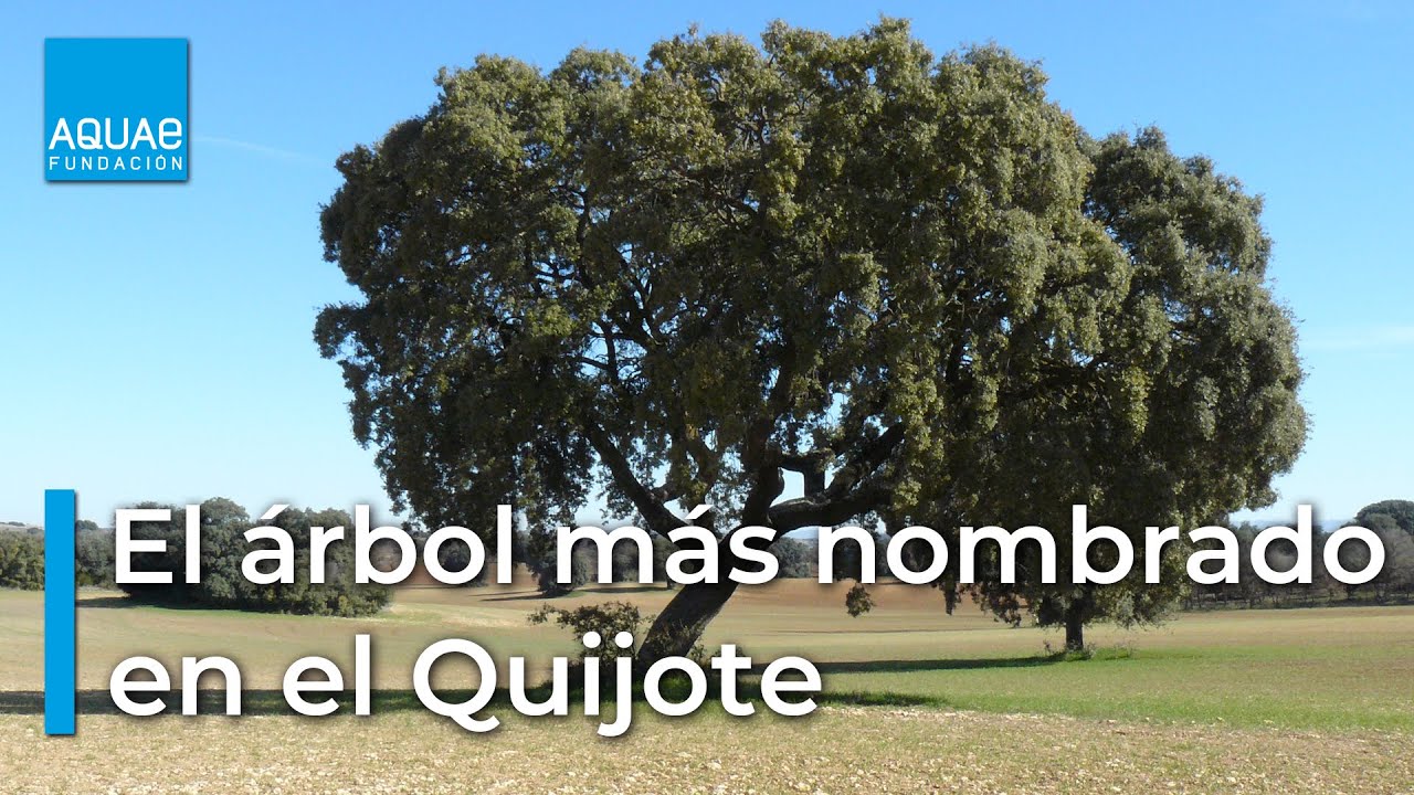🌳 La ENCINA, el árbol más nombrado por Cervantes en Don Quijote de la Mancha