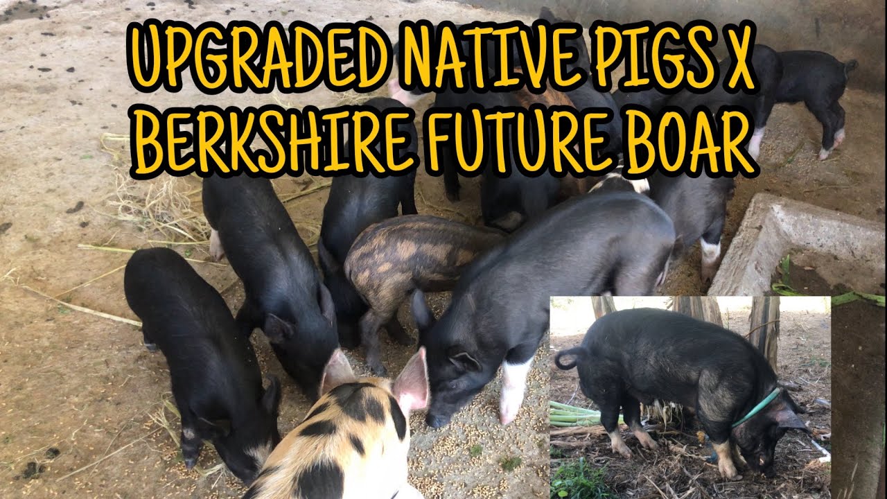 UPGRADED NATIVEPIGS X BERKSHIRE FUTURE BOAR