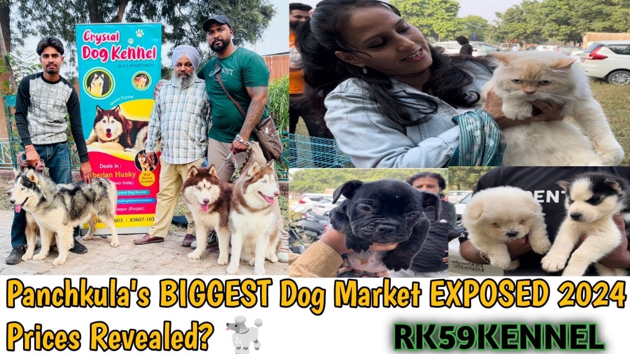 Panchkula's BIGGEST Dog Market EXPOSED 2024 Prices Revealed? 🐩