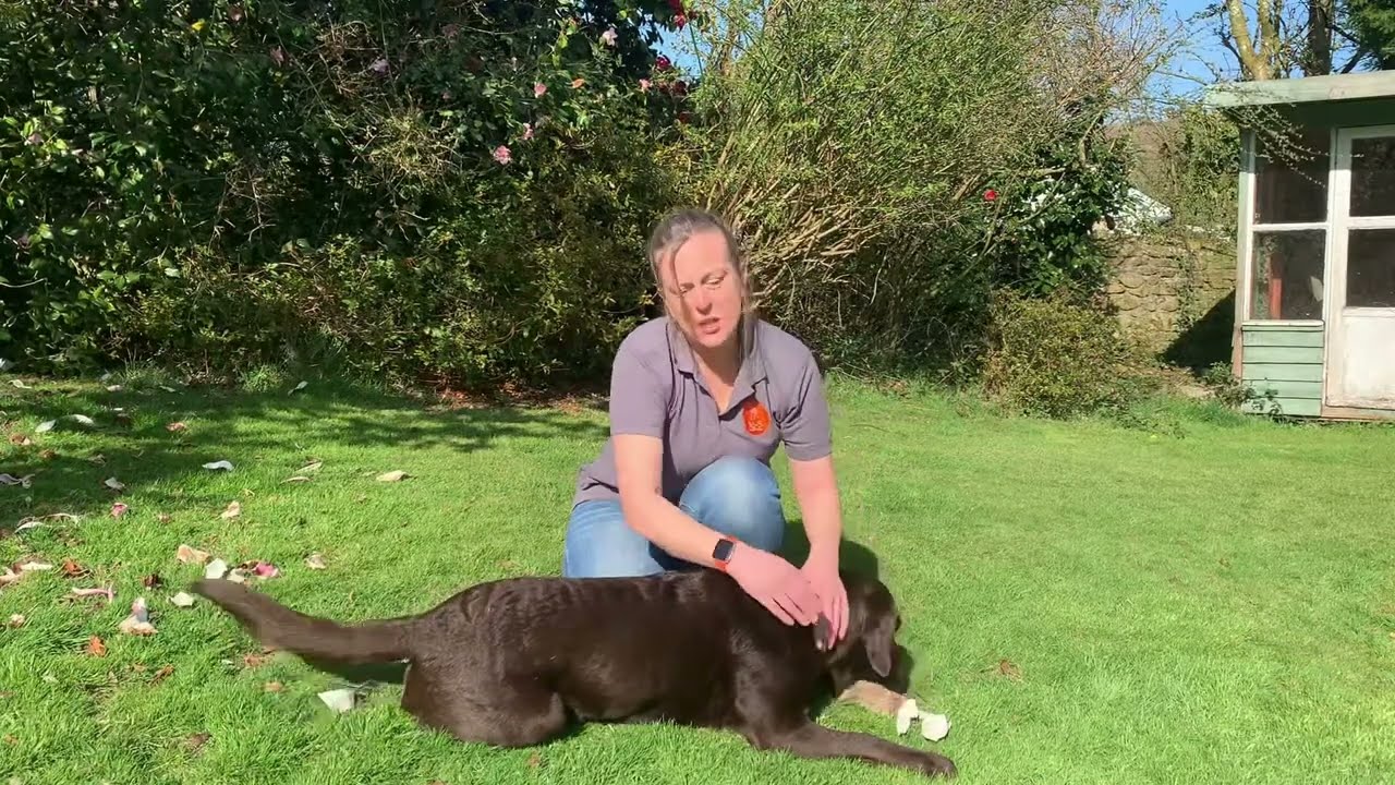 Warm-up Canine Massage Routine