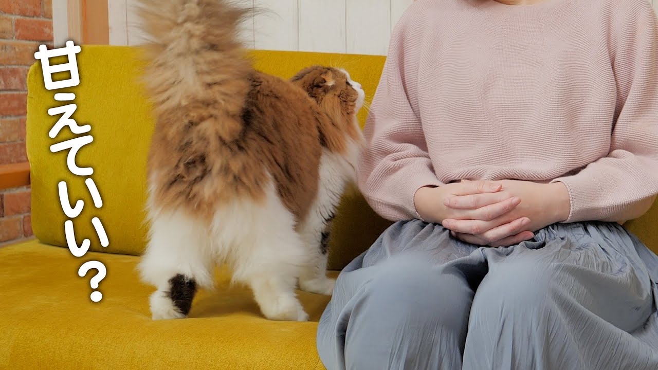 春休みが終わって子供達が居ない間にママにゆっくりと甘える猫