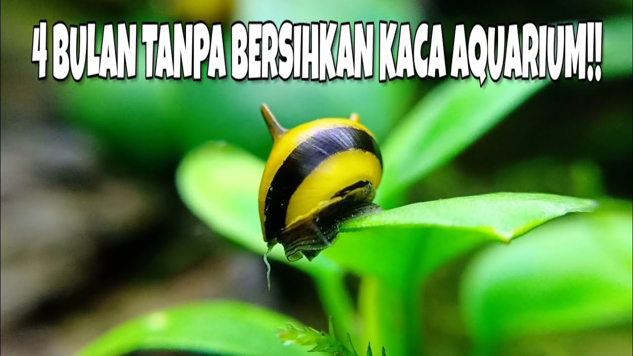 BASMI LUMUT AQUARIUM DENGAN ALGAE EATER TERBAIK !!