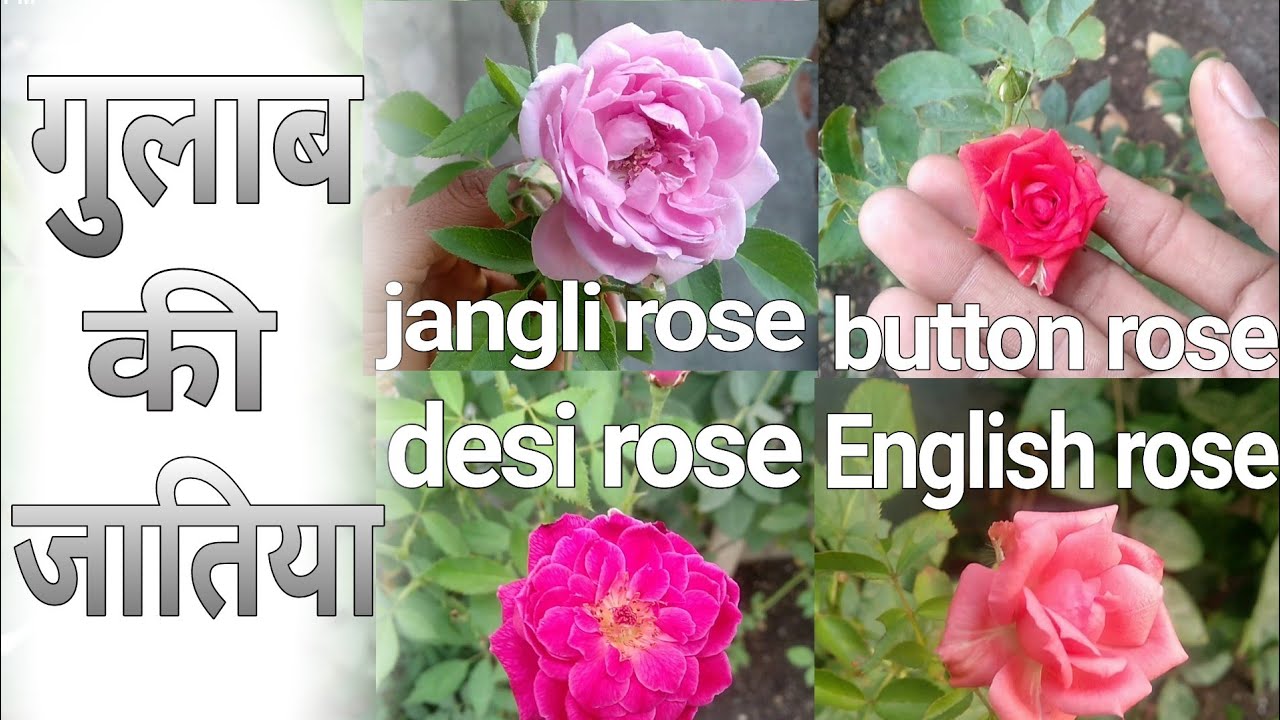 Rose variety | Different types of rose | गुलाब की किस्मे या जातिया