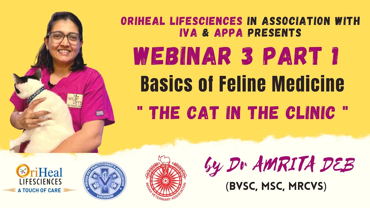 Basics of Feline Medicine : The Cat in The Clinic : Webinar 3 Part 1