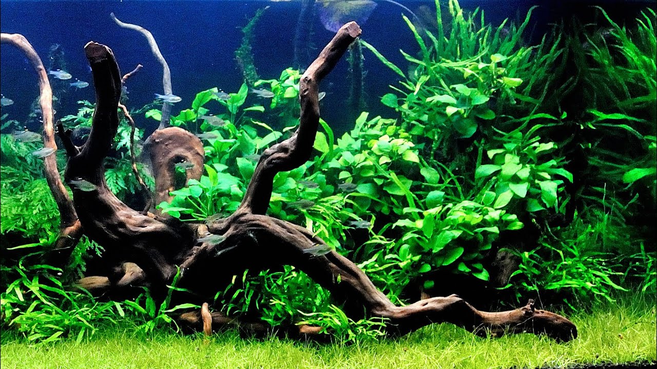 음성수초 레이아웃_음성수초의 종류와 특징