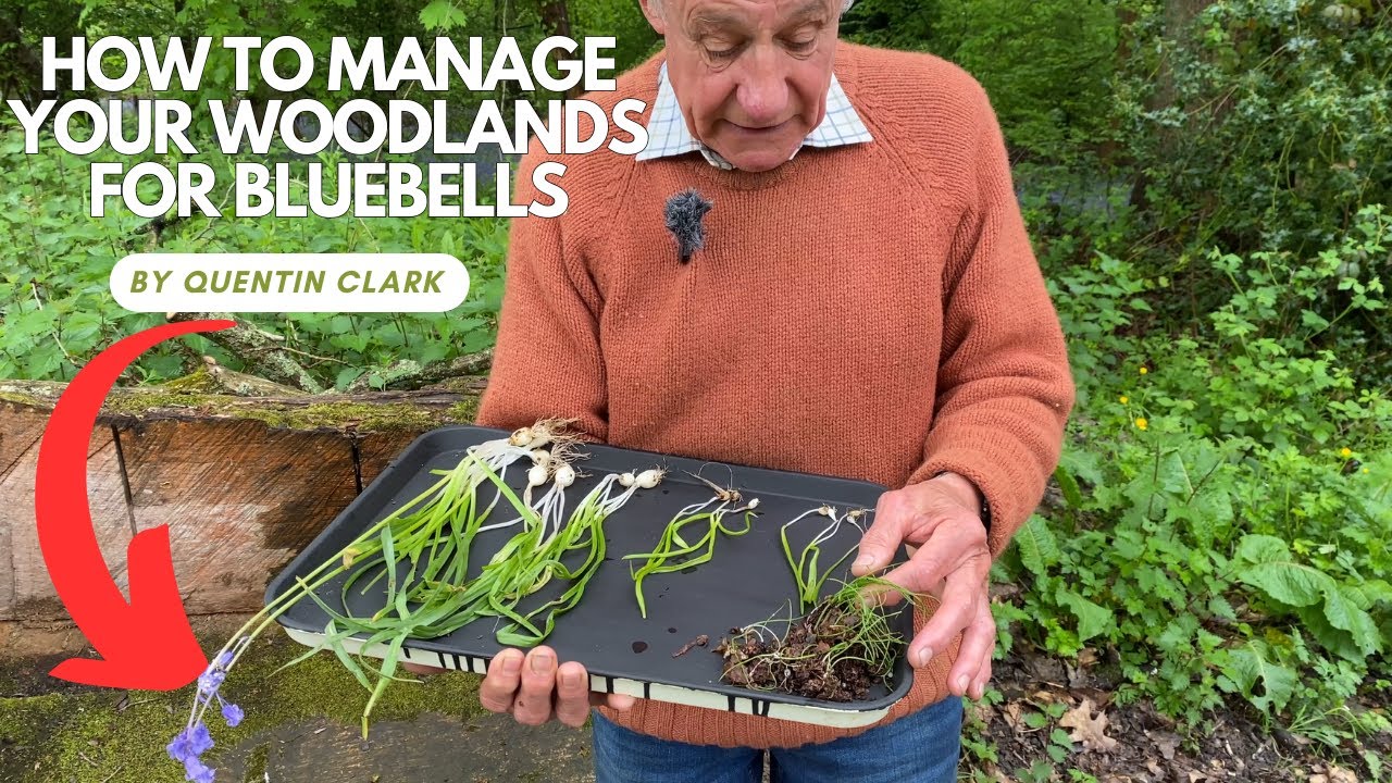 Managing woodlands for bluebells