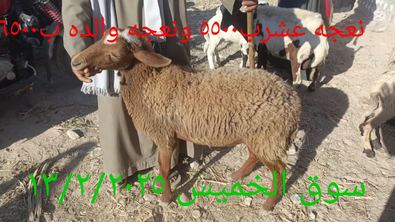 اجمل الاسعار للغنم والماعز بسوق الخميس مركز كوم امبو ١٣/٢/٢٠٢٥