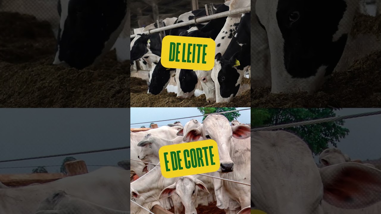 Silagem de qualidade &eacute; com milho Pioneer&reg;