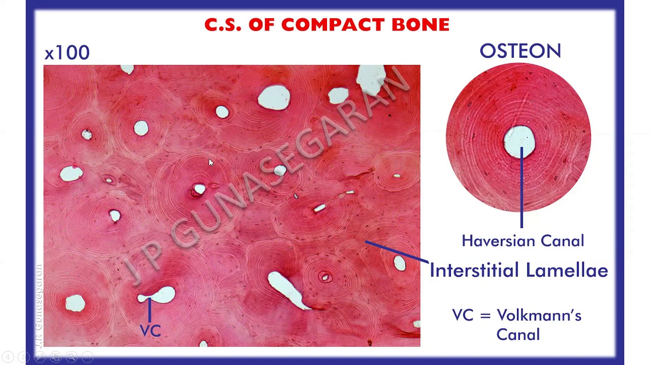 Bone - Histology