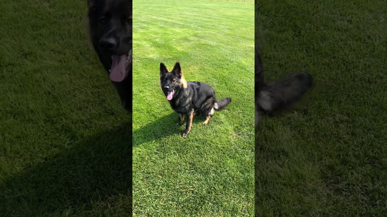 Beautiful German Shepherd, Stasha playing fetch! :)