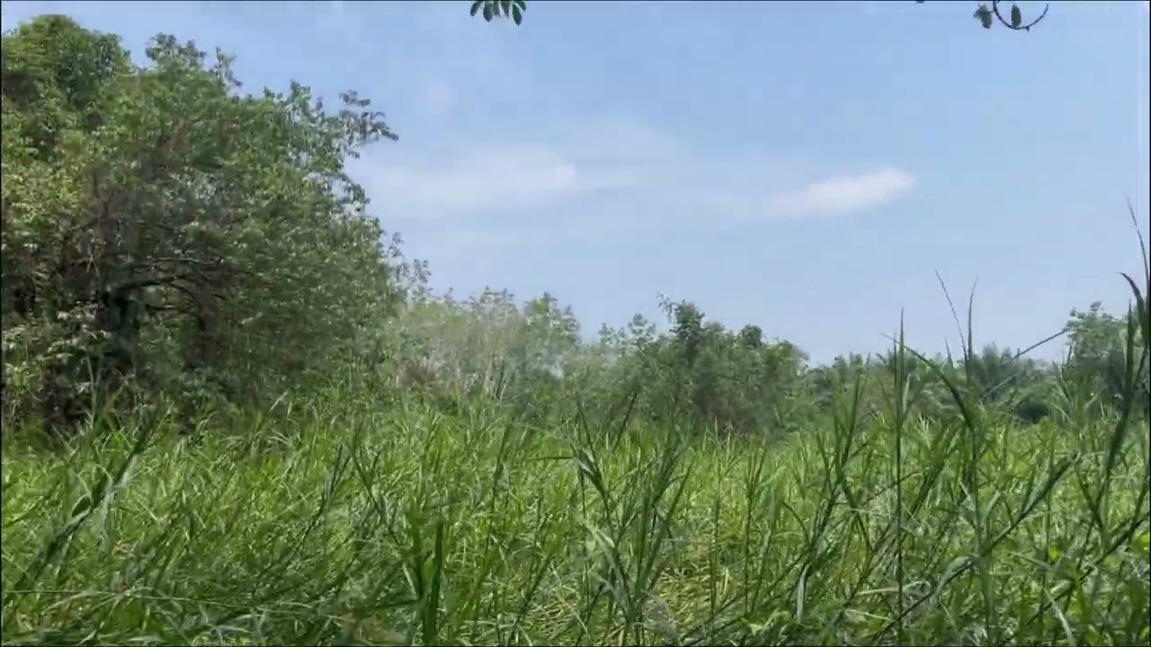 9 Rai of Vacant Land with Stream for Sale in Thai Mueang, Phangnga
