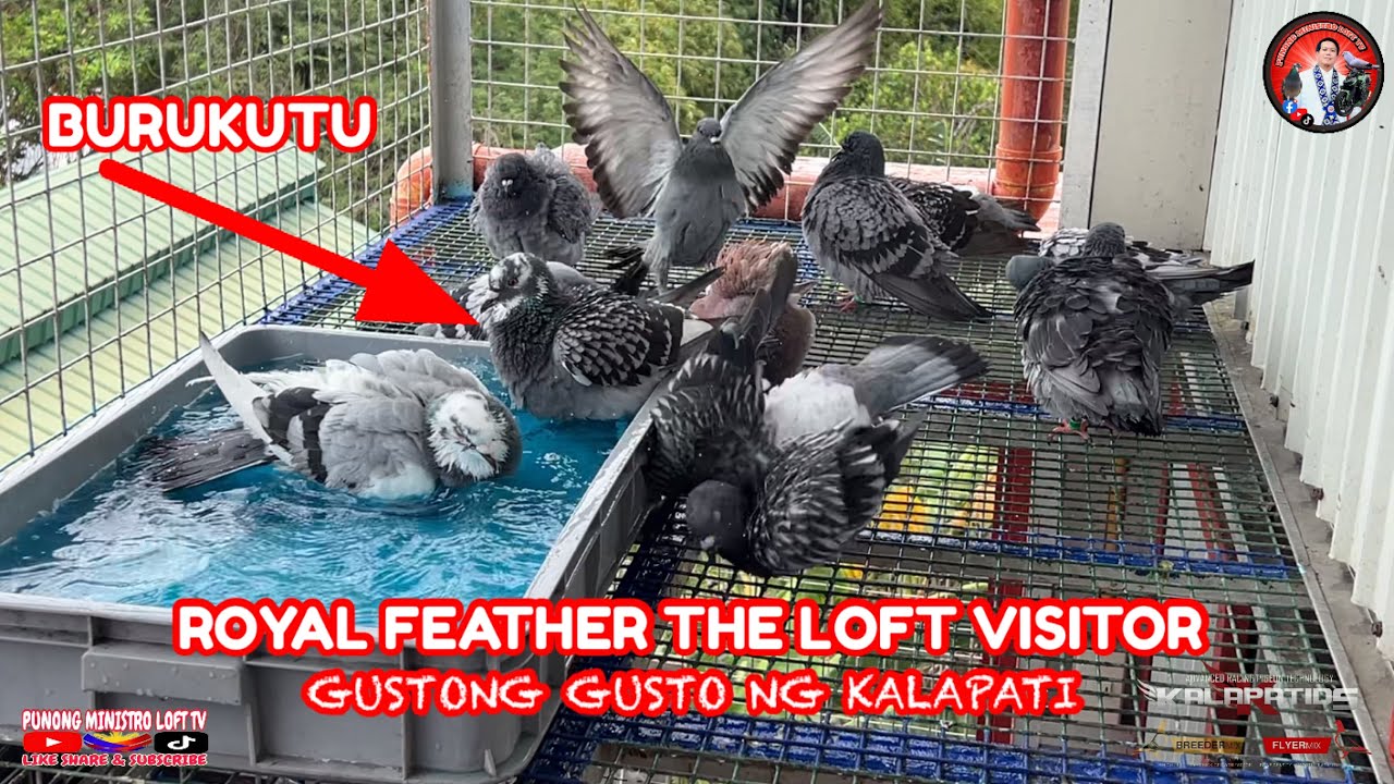 EP1261 BAGUNG LOFT VISITOR NAG PAKITANG GILAS AGAD!