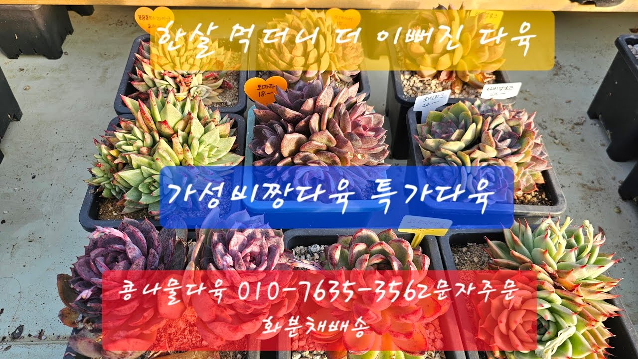 가성비짱 최곱니다,화분채배송 010-7635-3562택배문자주문 콩나물다육 