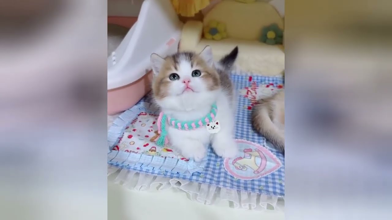 Sweet kittens are the ultimate mood boosters today