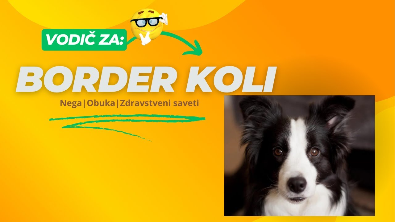 Border Koli 101– Najpametnija rasa pasa, objašnjeno!💥