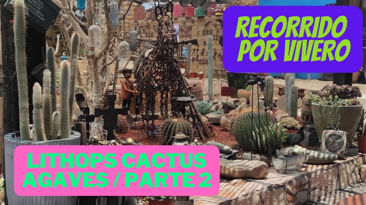 CACTUS Y SUCULENTAS RECORRIENDO UN VIVERO HERMOSO CON GRAN VARIEDAD DE PLANTAS/ LITHOPS, AGAVES