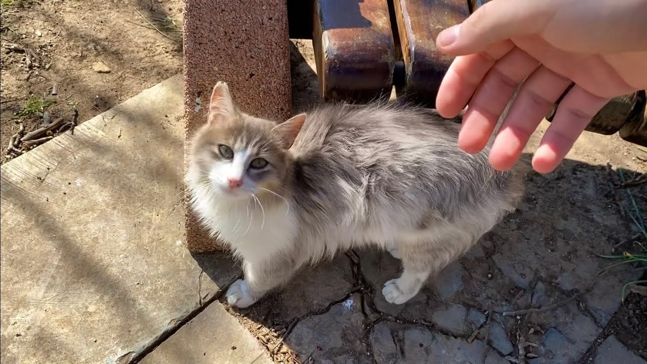 These hungry cats went crazy when they saw wet food.