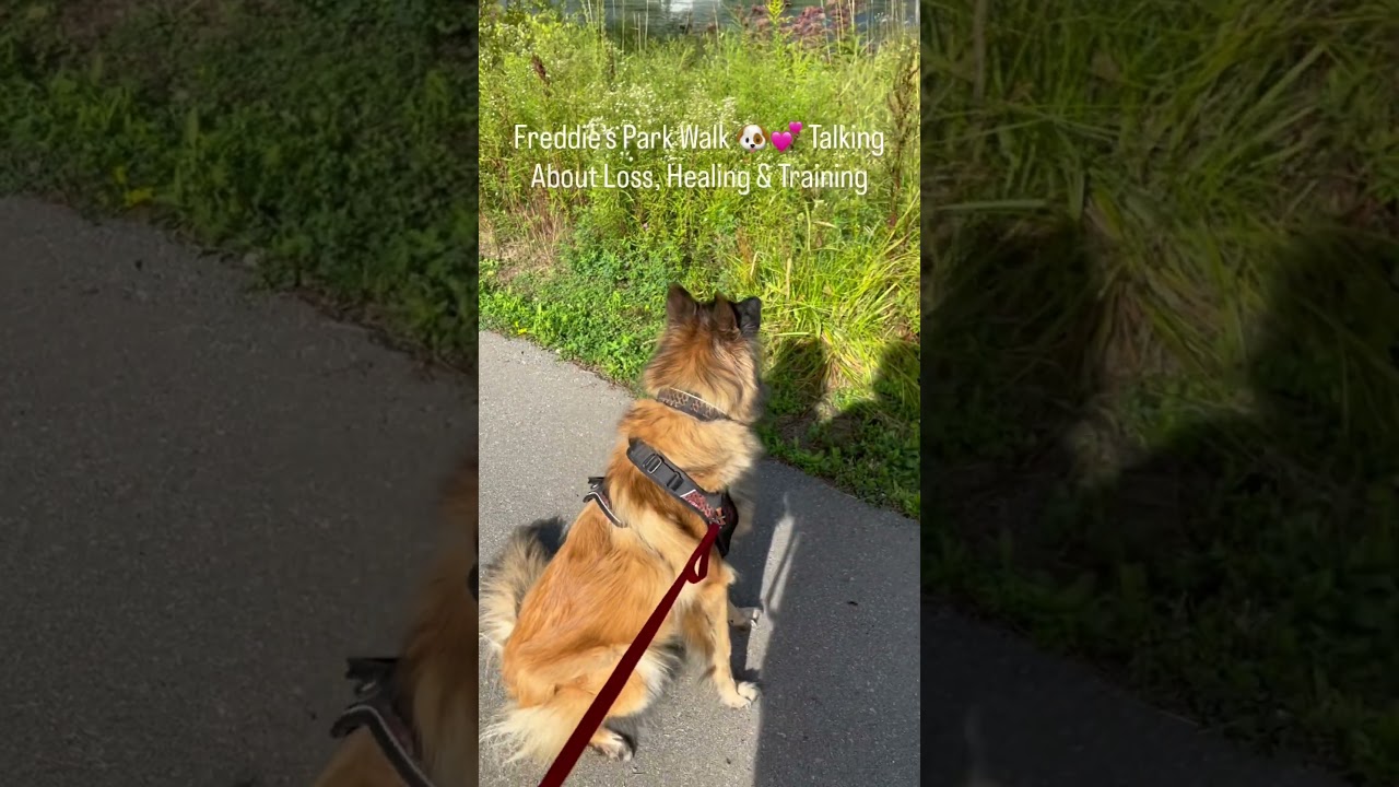 Freddie&rsquo;s Park Walk 🐶💕 Talking About Loss, Healing & Training