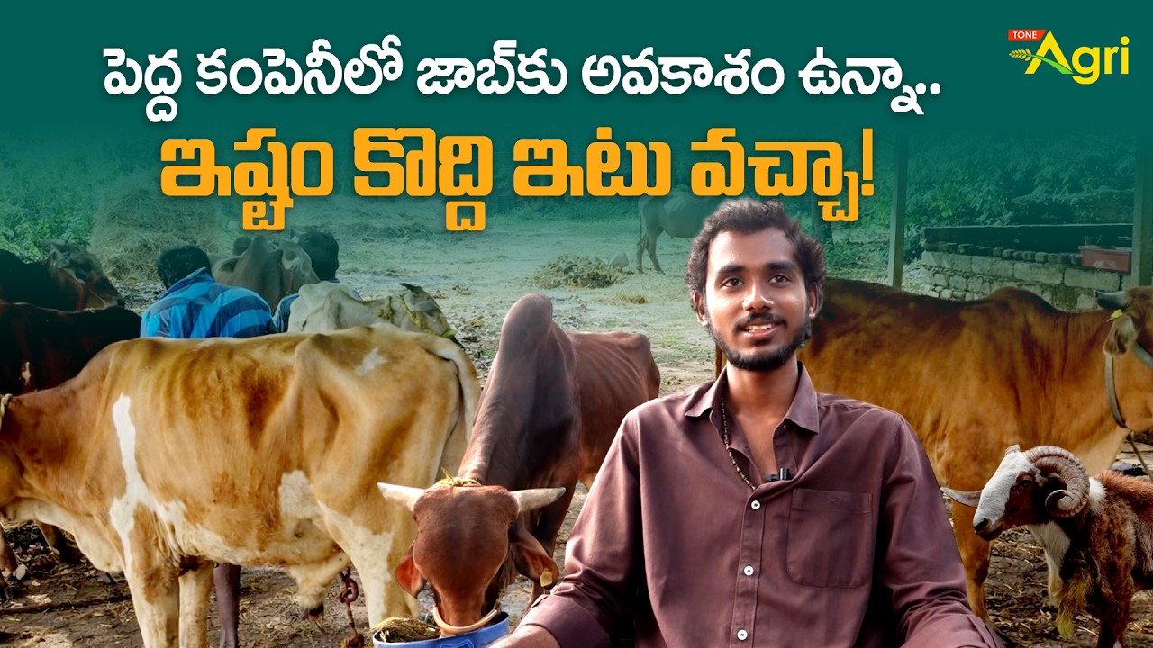 Spirulina Goshala | పెద్ద కంపెనీలో జాబ్‌కు అవకాశం ఉన్నా.. ఇష్టం కొద్ది ఇటు వచ్చా..! Tone Agri