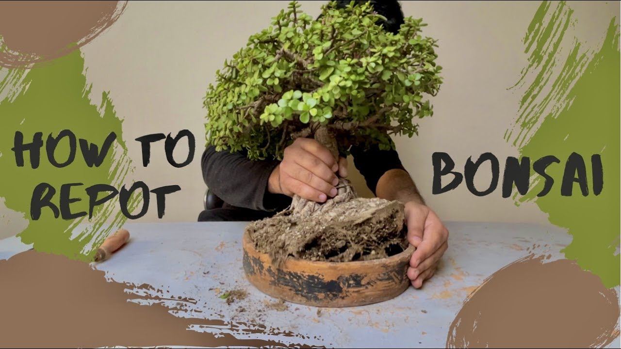 How to Repot Bonsai | Dwarf Jade Bonsai (Broom Style) | Bonsai Soil | Bonsai Pot