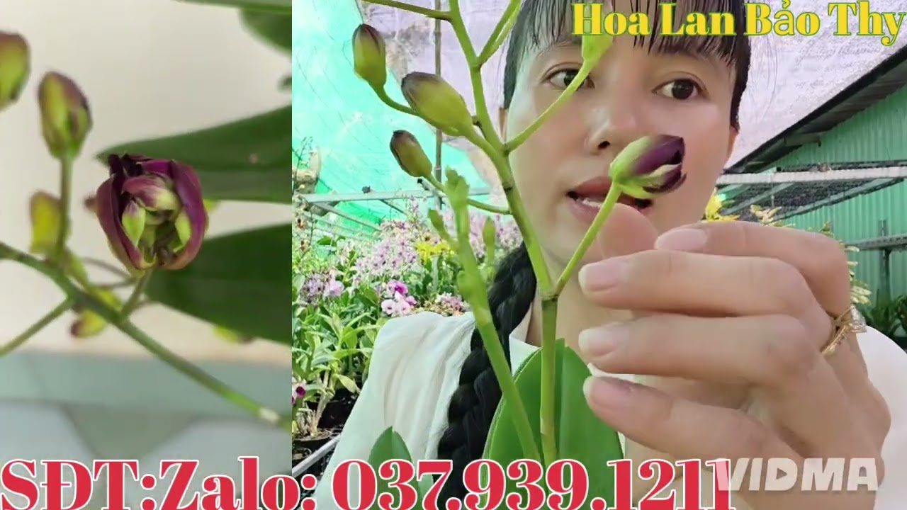 Hoa đẹp cây đẹp,giá yêu thương, kính mời cả nhà 13-3-2026  (HoaLanBảoThy)