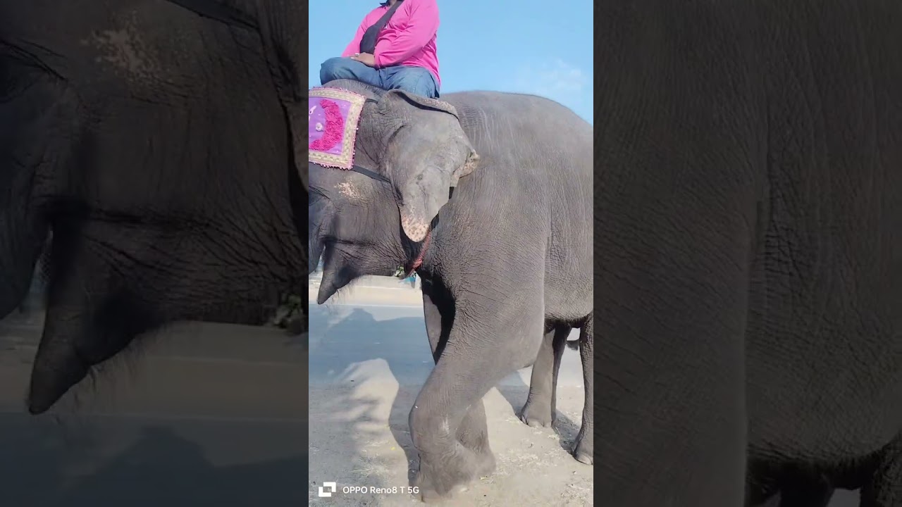 มารับชมช้างงาม