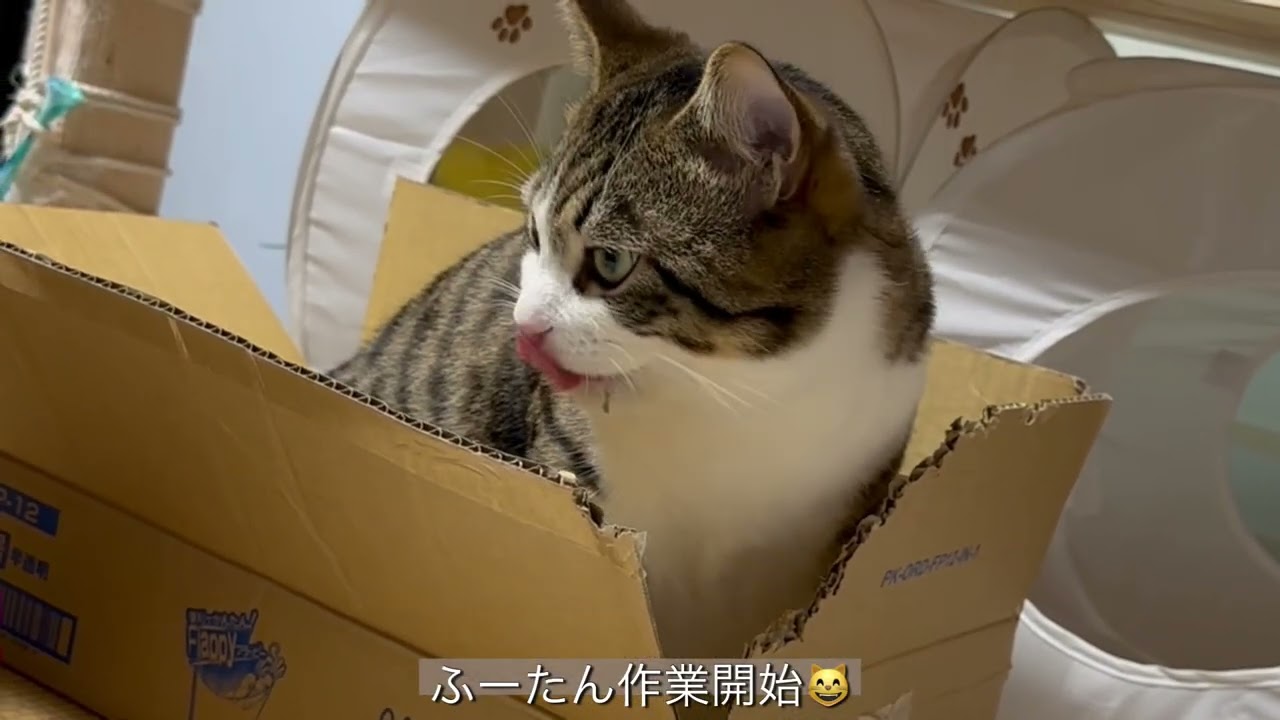 ダンボール📦愛好家ふーたん✨🐾