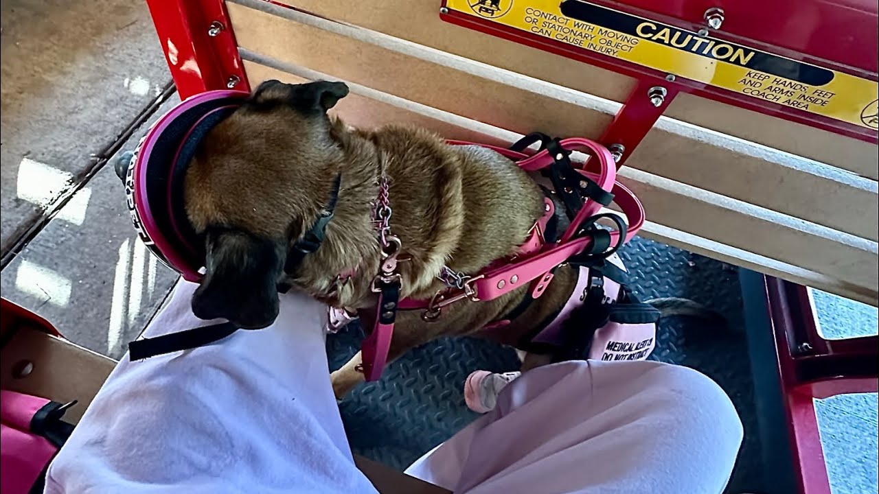 Service Dog + Monkeys at the Zoo