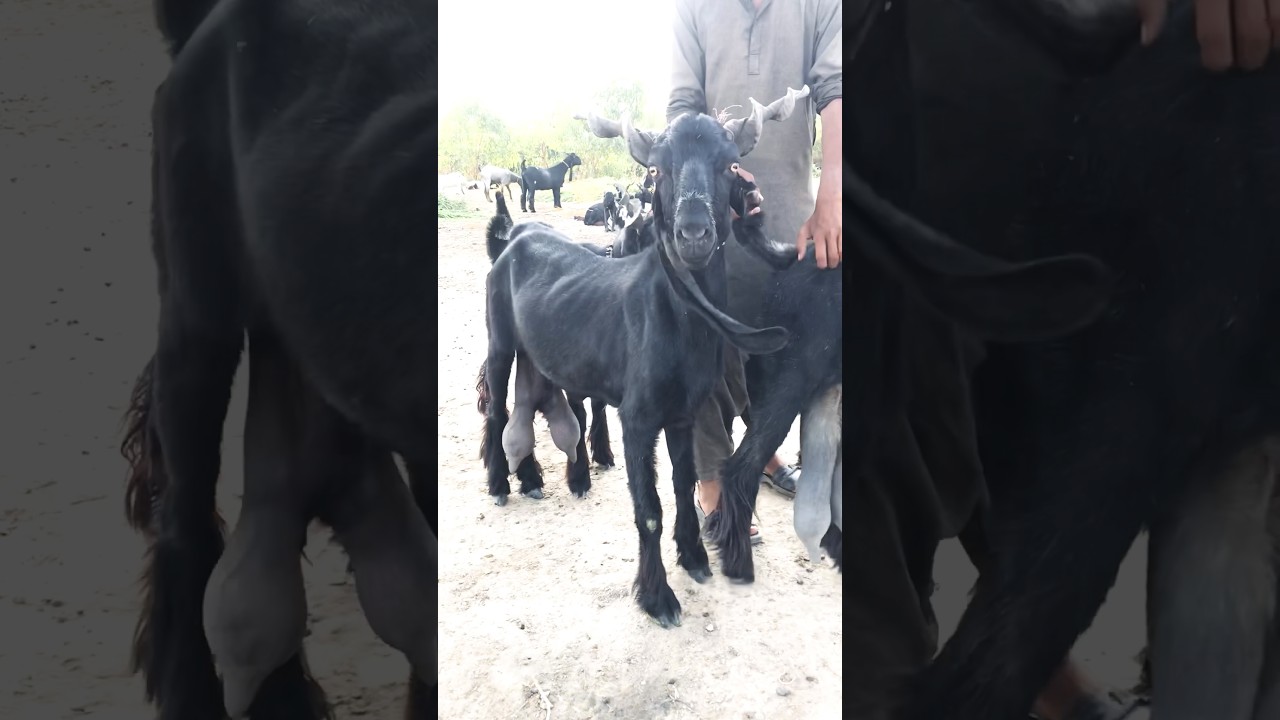 Top Quality DDP GOAT #short