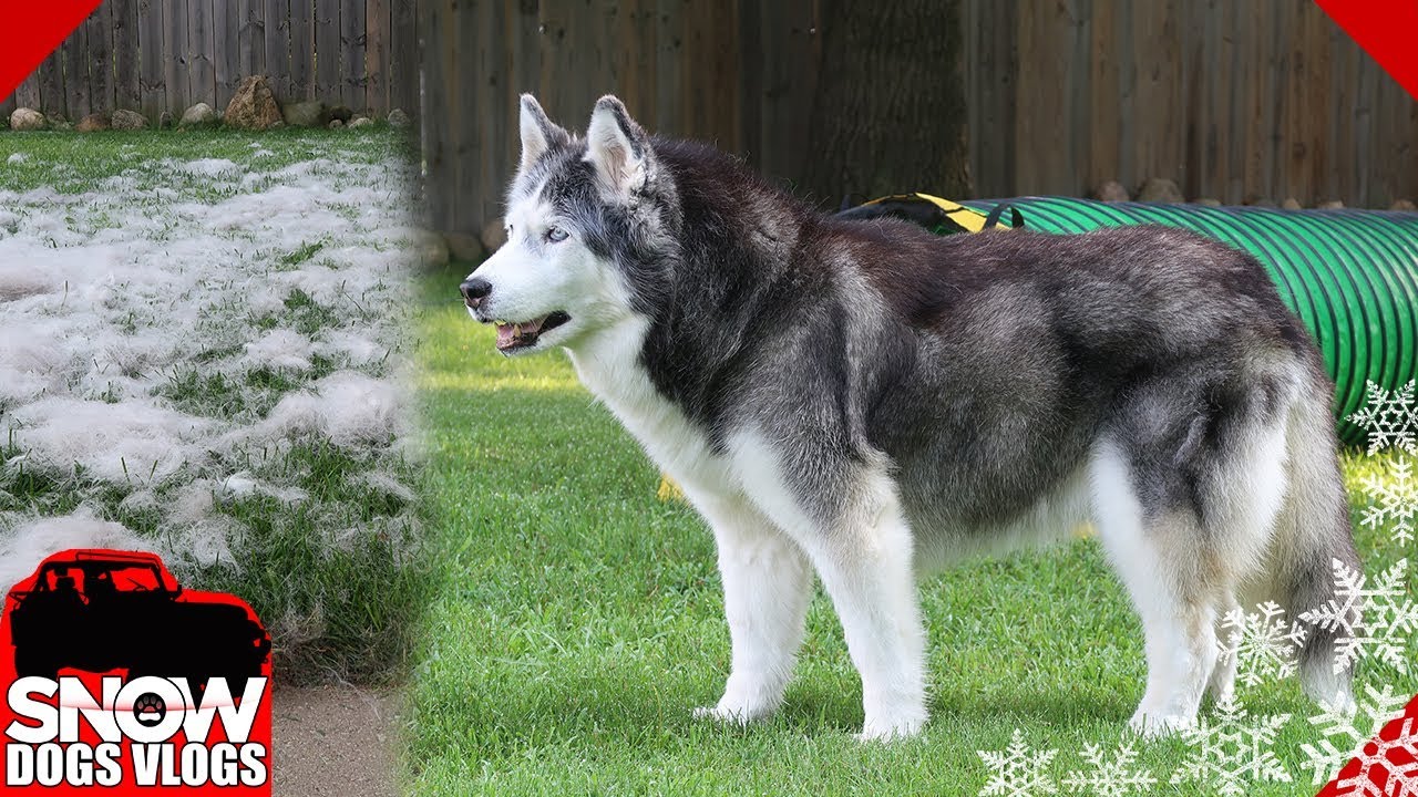 Oakley the Husky is SO Fluffy