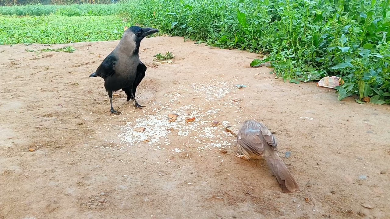 Cartoon video cow video કોમેડી વિડિયો 