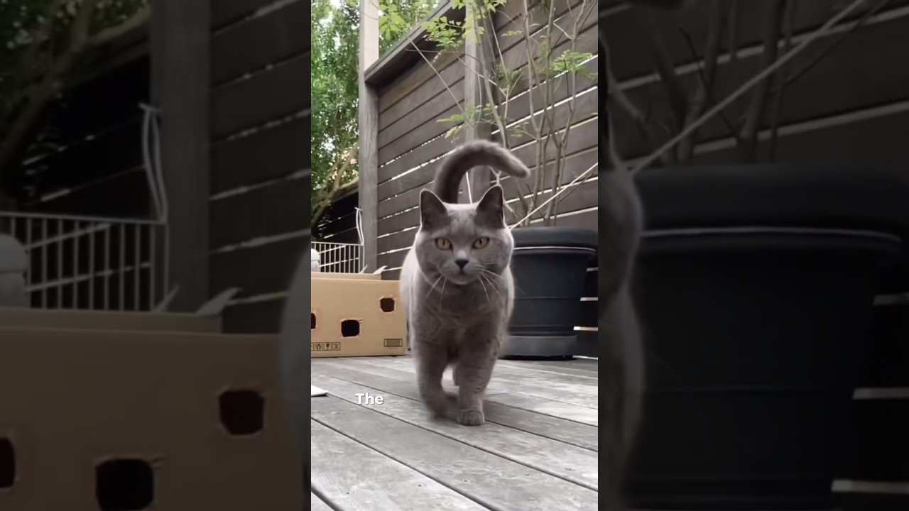 Chartreux Cats Silent Monks with Killer Instincts #cats #cat #catlovers #pets #petlovers #shorts