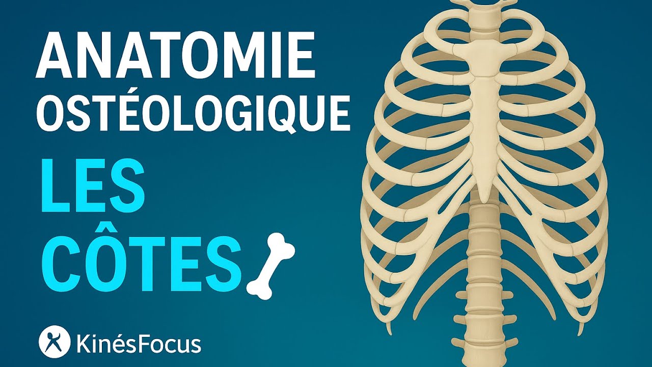 Anatomie ost&eacute;ologique des c&ocirc;tes : structure, nombre et rep&egrave;res essentiels 🦴