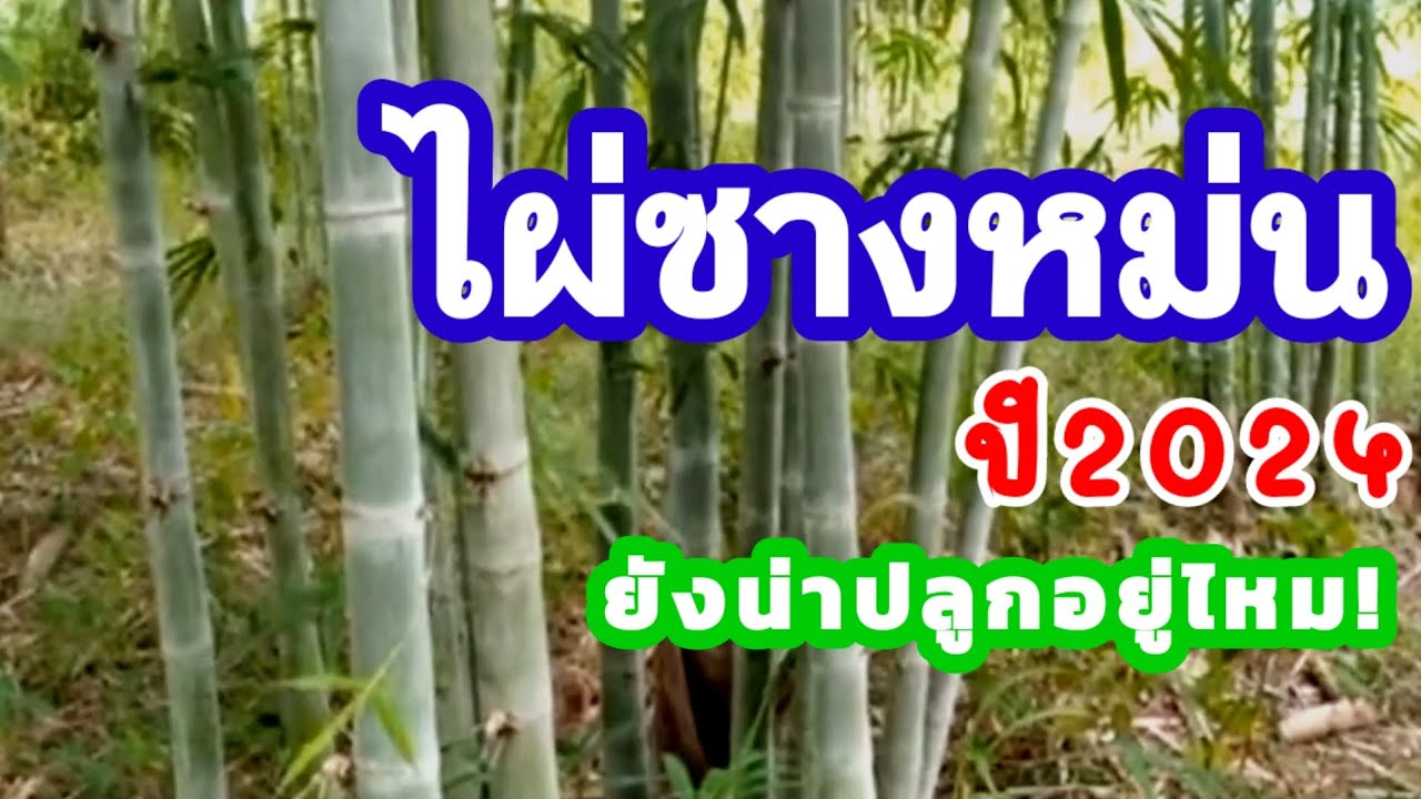 ไผ่ซางหม่น ปี2024 ยังน่าปลูกอยู่ไหม!@LungNickGarden