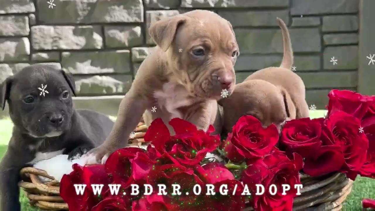 Every Dog Deserves A Home For The Holiday | Big Dog Ranch Rescue
