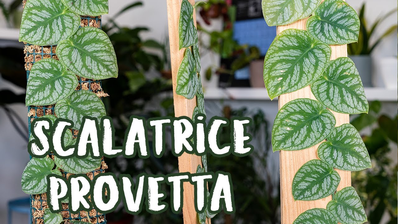 Monstera dubia: cura e coltivazione