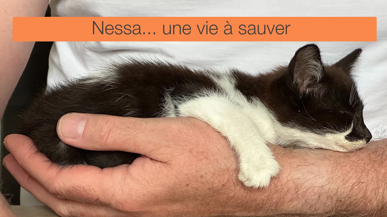 #180   Nessa, une vie à sauver
