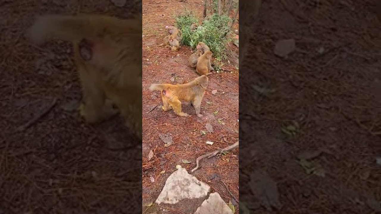 Pitiful abandoned adorable monkeys 715