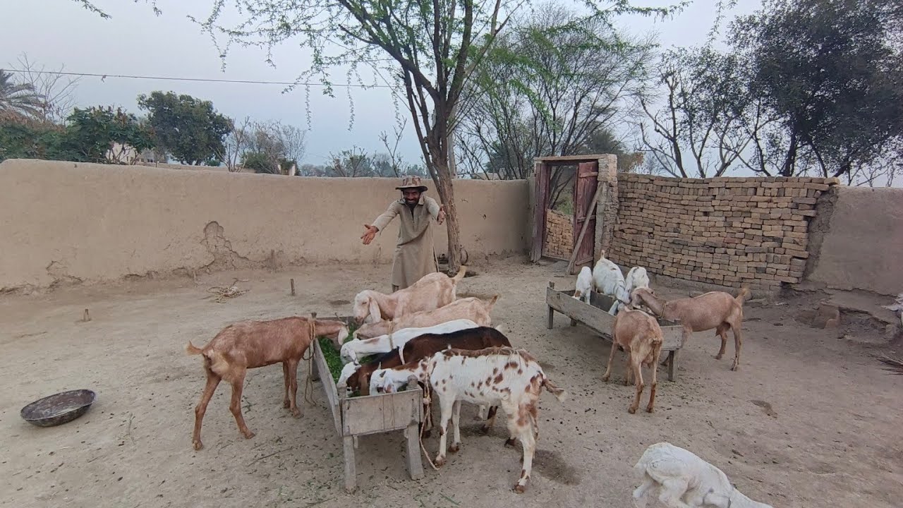 Pure desi village life Jutt ki Mal maveshiyon Ne Ji Bhar Kar chara khaya🐐🐐