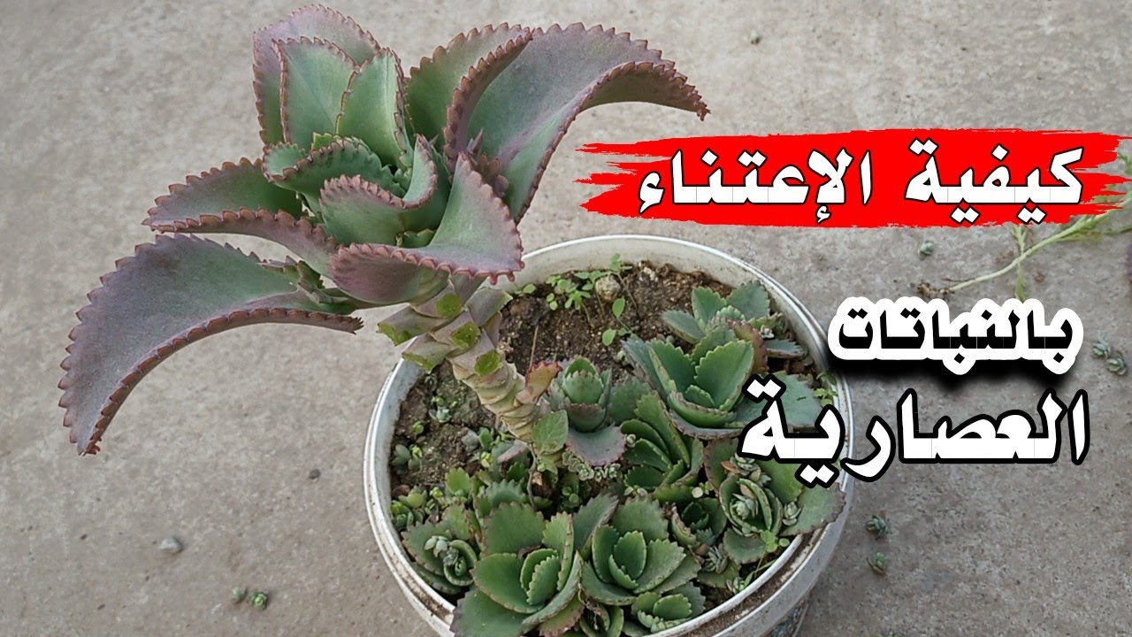 لماذا يجب تقليم وتهذيب النباتات العصارية ؟!