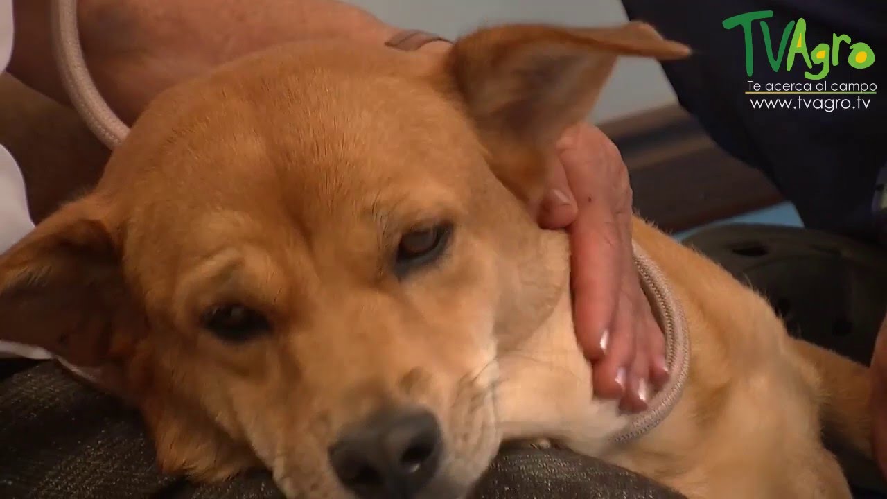 Recuperación de un Perro con Fractura de Cúbito y Radio - TvAgro por Juan Gonzalo Angel